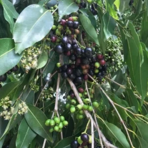 Black Java Plum Live Plant - Syzygium cumini - Tropical Fruit Tree - 6-10 inch Tall Starter - Image 5