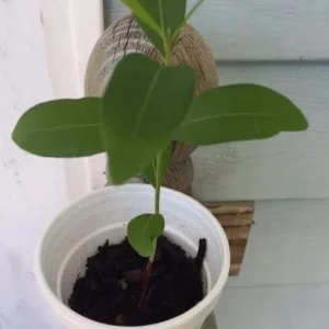 Black Java Plum Live Plant - Syzygium cumini - Tropical Fruit Tree - 6-10 inch Tall Starter - Image 7