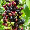 Black Java Plum Live Plant - Syzygium cumini - Tropical Fruit Tree - 6-10 inch Tall Starter - Image 1