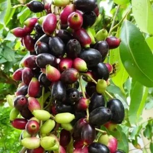 Black Java Plum Live Plant - Syzygium cumini - Tropical Fruit Tree - 6-10 inch Tall Starter - Image 1