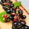 Black Java Plum (Syzygium Cumini) Fruit Tree Live Plant 6-10 inch Tropical Edible - Image 1