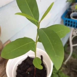 Black Java Plum (Syzygium Cumini) Fruit Tree Live Plant 6-10 inch Tropical Edible - Image 3