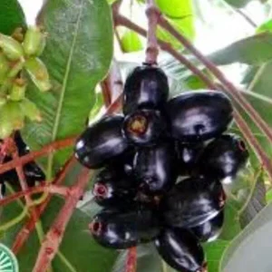 Black Java Plum (Syzygium Cumini) Fruit Tree Live Plant 6-10 inch Tropical Edible - Image 6
