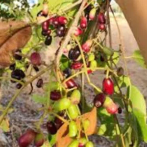 Black Java Plum (Syzygium Cumini) Fruit Tree Live Plant 6-10 inch Tropical Edible - Image 7
