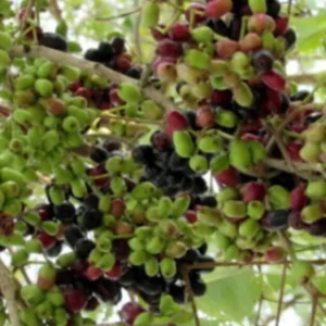 Black Java Plum (Syzygium Cumini) Fruit Tree Live Plant 6-10 inch Tropical Edible - Image 8