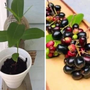 Black Java Plum (Syzygium Cumini) Live Plant 6-10 inch Fruit Tree Indoor/Outdoor - Image 2