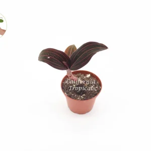 Black Jewel Orchid Live Plant - 2 inch Pot - Indoor Macodes petola - Image 1