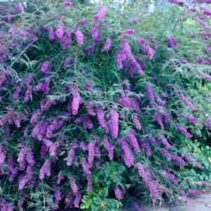 Black Knight Butterfly Bush Live Plant – 1 Gallon – Deep Purple Flowers - Image 2