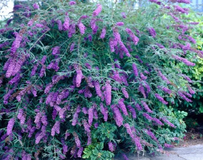 Black Knight Butterfly Bush Live Plant – 1 Gallon – Deep Purple Flowers - Image 2