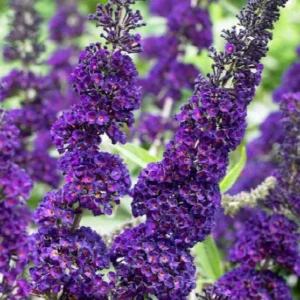 Black Knight Butterfly Bush Live Plant – 1 Gallon – Deep Purple Flowers - Image 3