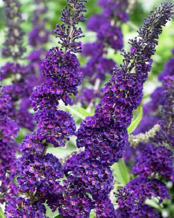 Black Knight Butterfly Bush Live Plant – 1 Gallon – Deep Purple Flowers - Image 3