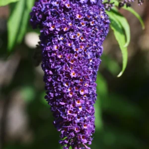 Black Knight Butterfly Bush Live Plant – 1 Gallon – Deep Purple Flowers - Image 1