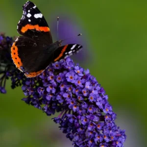 Black Knight Butterfly Bush Live Plant – 1 Gallon – Deep Purple Flowers - Image 4