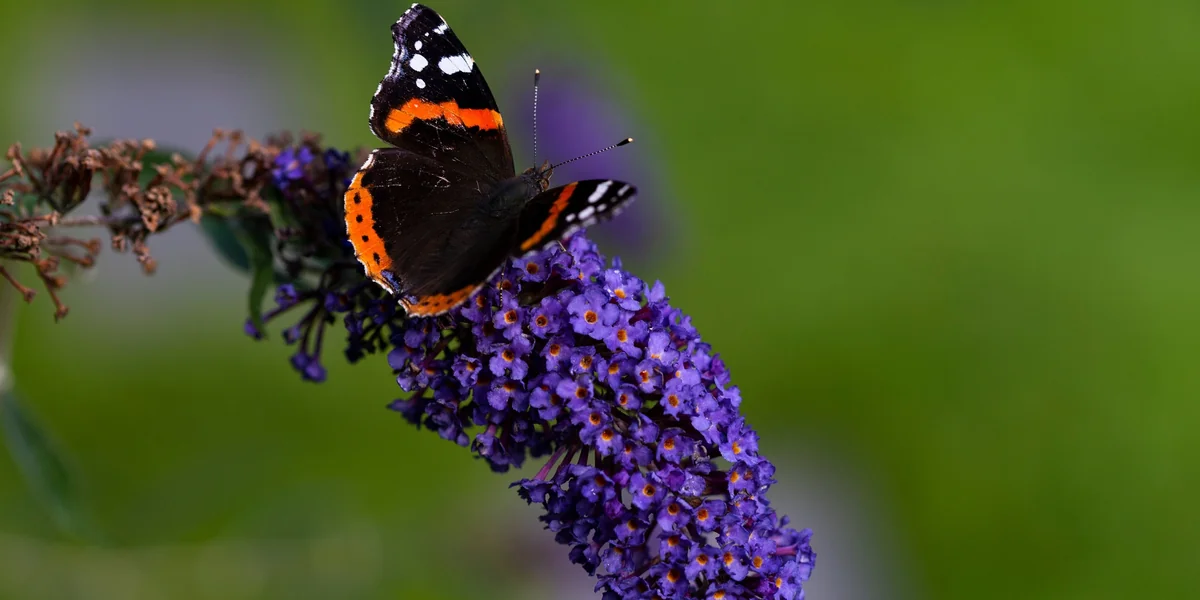 Black Knight Butterfly Bush Live Plant – 1 Gallon – Deep Purple Flowers - Image 4