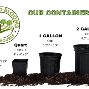 Black Knight Butterfly Bush Live Plant – 1 Gallon – Deep Purple Flowers - Image 5