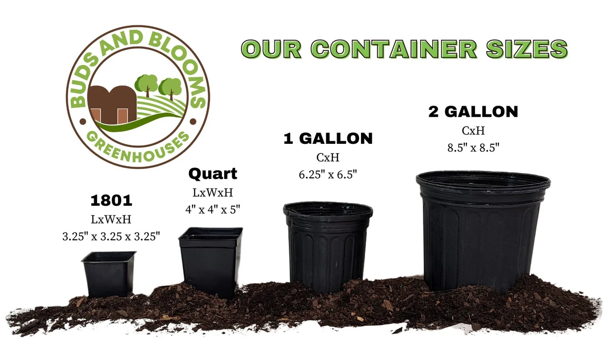 Black Knight Butterfly Bush Live Plant – 1 Gallon – Deep Purple Flowers - Image 5