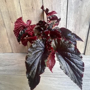Black Magic Begonia Live Plant - 6 inch Pot, Dark Foliage Houseplant - Image 2