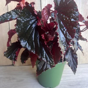 Black Magic Begonia Live Plant - 6 inch Pot, Dark Foliage Houseplant - Image 1