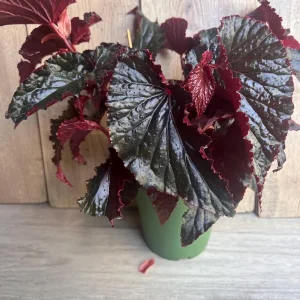 Black Magic Begonia Live Plant - 6 inch Pot, Dark Foliage Houseplant - Image 5