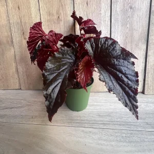 Black Magic Begonia Live Plant - 6 inch Pot, Dark Foliage Houseplant - Image 6