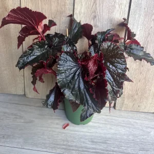 Black Magic Begonia Live Plant - 6 inch Pot, Dark Foliage Houseplant - Image 7