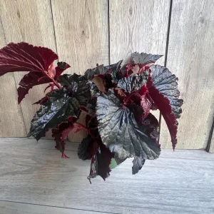 Black Magic Begonia Live Plant - 6 inch Pot, Dark Foliage Houseplant - Image 8