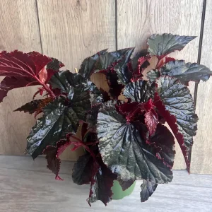 Black Magic Begonia Live Plant - 6 inch Pot, Dark Foliage Houseplant - Image 9