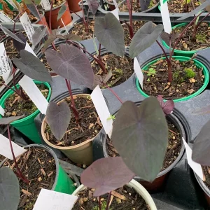 Black Magic Colocasia Live Plant – 4 inch Pot – Indoor/Outdoor Elephant Ear - Image 2