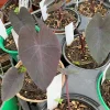 Black Magic Colocasia Live Plant – 4 inch Pot – Indoor/Outdoor Elephant Ear - Image 1