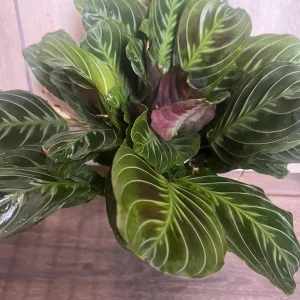 Black Maranta Live Plant - 6-inch Pot, Rare Prayer Plant, Dark Foliage Houseplant - Image 2