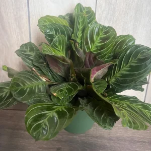 Black Maranta Live Plant - 6-inch Pot, Rare Prayer Plant, Dark Foliage Houseplant - Image 3