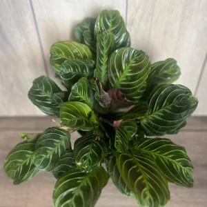 Black Maranta Live Plant - 6-inch Pot, Rare Prayer Plant, Dark Foliage Houseplant - Image 1
