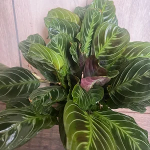 Black Maranta Live Plant - 6-inch Pot, Rare Prayer Plant, Dark Foliage Houseplant - Image 6