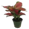 Black Maroon Chinese Evergreen Live Plant - Aglaonema - 4 inch Pot - Indoor - Image 1