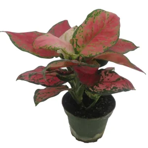 Black Maroon Chinese Evergreen Live Plant - Aglaonema - 4 inch Pot - Indoor - Image 2