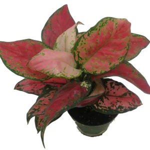 Black Maroon Chinese Evergreen Live Plant - Aglaonema - 4 inch Pot - Indoor - Image 3