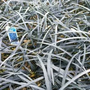Black Mondo Grass Bareroot - Ophiopogon planiscapus 'Nigrescens' - Dark Foliage Groundcover - Image 2