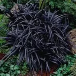 Black Mondo Grass Bareroot - Ophiopogon planiscapus 'Nigrescens' - Dark Foliage Groundcover - Image 1