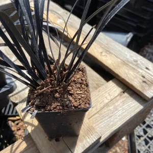 Black Mondo Grass Live Plant – 10 Pot Pack – 2.5 Inch Pots – Decorative Border Plant - Image 2