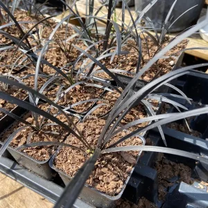 Black Mondo Grass Live Plant – 10 Pot Pack – 2.5 Inch Pots – Decorative Border Plant - Image 3