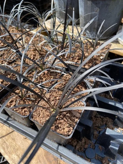 Black Mondo Grass Live Plant - 20x 2.5 Inch Pots, Evergreen Border Plant - Image 2