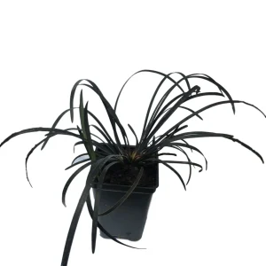 Black Mondo Grass Live Plant - 20x 2.5 Inch Pots, Evergreen Border Plant - Image 3