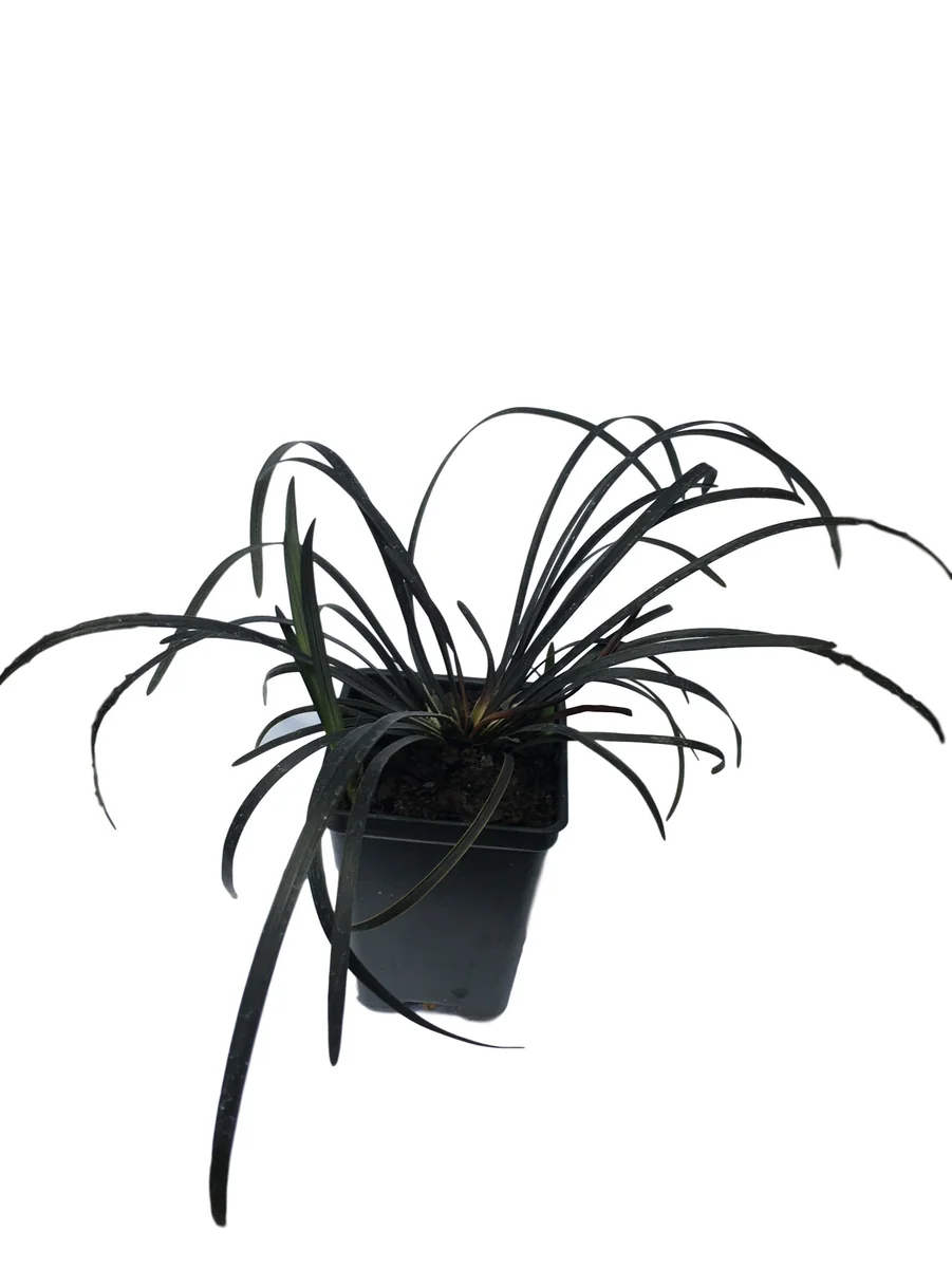 Black Mondo Grass Live Plant - 20x 2.5 Inch Pots, Evergreen Border Plant - Image 3