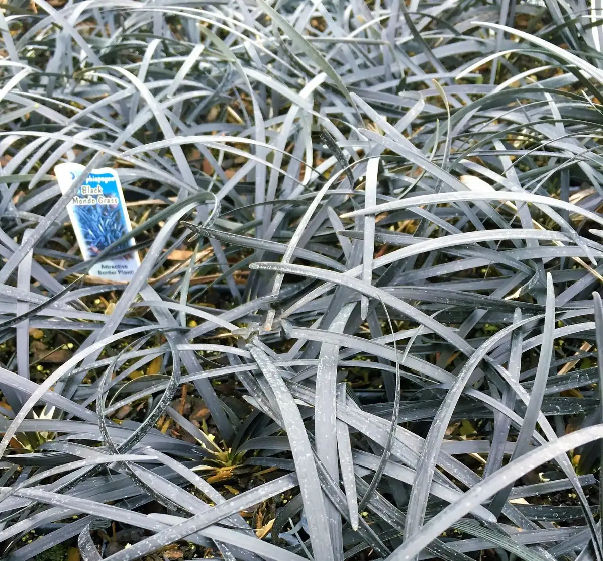 Black Mondo Grass Live Plant - 20x 2.5 Inch Pots, Evergreen Border Plant - Image 4