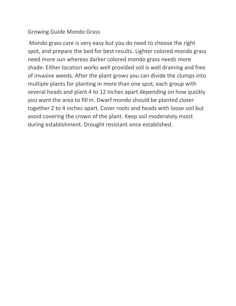 Black Mondo Grass Live Plant - 20x 2.5 Inch Pots, Evergreen Border Plant - Image 5