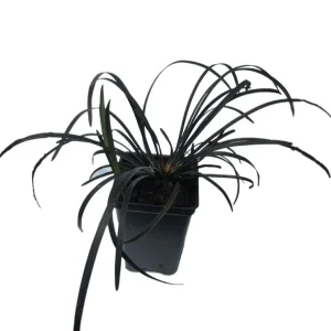 Black Mondo Grass Live Plant 2.5 inch Pot - Dark Purple Border Plant - Image 2