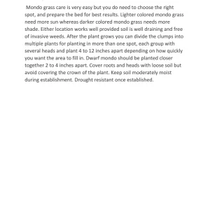 Black Mondo Grass Live Plant 2.5 inch Pot - Dark Purple Border Plant - Image 4