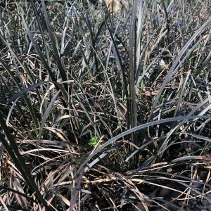 Black Mondo Grass Live Plant - 4 x 2.5 Inch Pots - Decorative Garden Border - Image 3