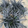 Black Mondo Grass Live Plant – Ophiopogon Japonicus – 1 Gallon Pot - Image 1