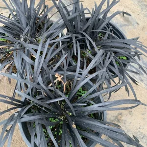 Black Mondo Grass Live Plant – Ophiopogon Japonicus – 1 Gallon Pot - Image 1